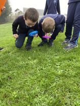 Primary 3 Plant Finders 🍀🌸